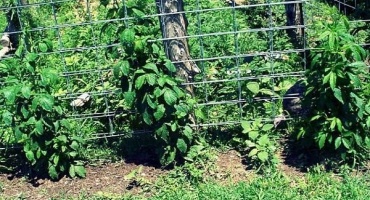 Jak vyrobit mřížovinu pro vázání ostružiny vlastníma rukama a správně ji uvázat